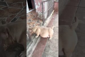 First Time Mom Dog 🥹 | Birth of 8 Cute Puppies 🐾 #shorts @Factamatar