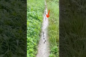 Fish that walk on land? Shocking discovery! 🐟🔥 #animals #pets #shortfeed #rescue #fish