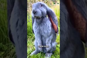 Flemish Giant Rabbits #cute #animals