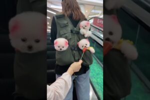 Friends👋, Please subscribe to the Channel for cute Puppies#explore #trending #cute #tatasierra #fact