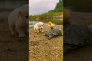 Friendship between puppy and duckling and turtle #p74 #KCAnimals #shorts