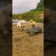 Friendship between puppy and duckling and turtle #p74 #KCAnimals #shorts