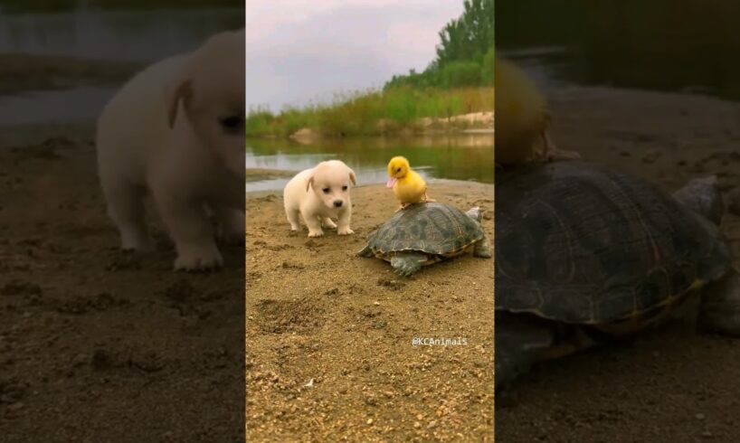 Friendship between puppy and duckling and turtle #p74 #KCAnimals #shorts