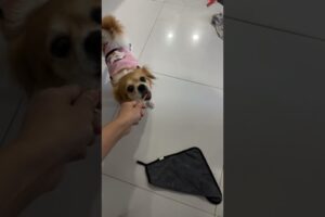 Full Video below👇  #feed #shorts #doglover #puppy #love #pets #cute #bestfeed #cutedog #doggo