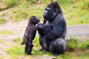 Funniest Animal Videos of 2025 Ever! 😅