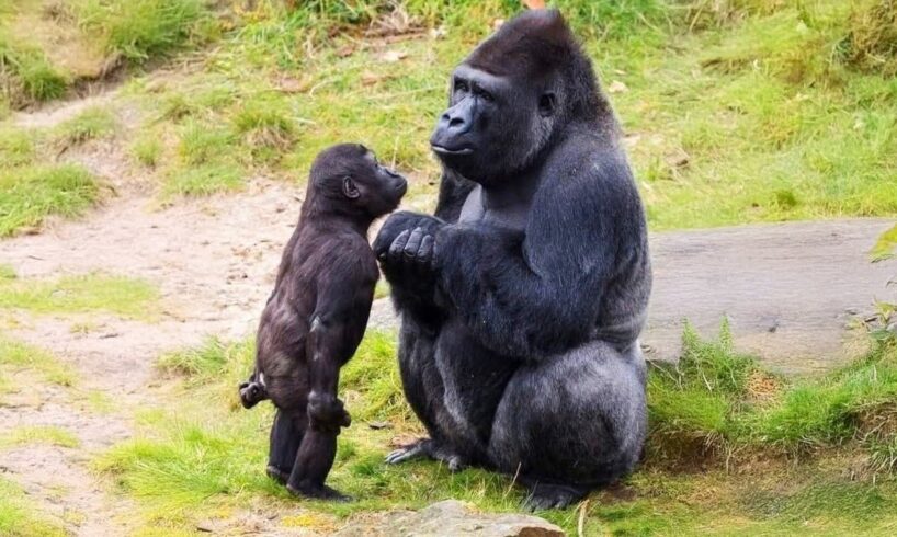 Funniest Animal Videos of 2025 Ever! 😅