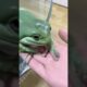 Funniest Frog Moments Ever 🐸😂#frog #animals #funnyfrog #frogvideo #funnyanimals #fyp