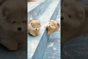 Funny Alaskan Malamute Falling Compilation+Weight Facts🤭💕 #shorts