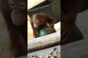 Funny Baby Orangutan Caught on Camera While Playing!#shorts#orangutans#funnyvideo#funnyanimals