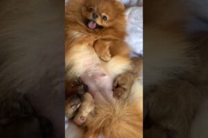 Funny Cute Puppies and Dogs #shorts #cute