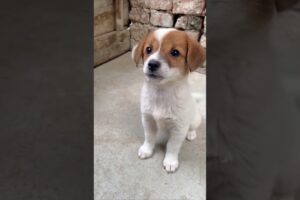 Funny Cute Puppies #shorts #cute