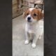 Funny Cute Puppies #shorts #cute