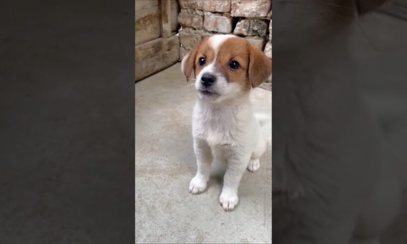 Funny Cute Puppies #shorts #cute