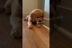 🐶Funny Golden Retriever Puppy🐶#goldenretriever #babydog#puppylife#funnydog #foryoutube