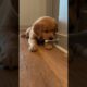 🐶Funny Golden Retriever Puppy🐶#goldenretriever #babydog#puppylife#funnydog #foryoutube