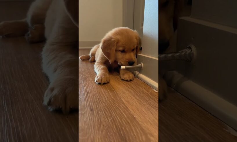 🐶Funny Golden Retriever Puppy🐶#goldenretriever #babydog#puppylife#funnydog #foryoutube