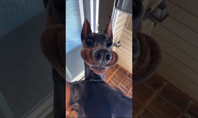 Funny dog 🤣🤣🤣 #fails #cute #videos