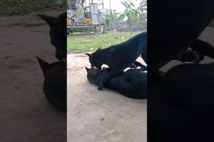 😆😆 Funny dog playing 🎴 #animals #dog #puppy #viral