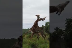 GIRAFFES FIGHT ENDS WITH A KNOCKOUT #animal #wildlifefight #animals#giraffe #ufc#fight