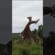 GIRAFFES FIGHT ENDS WITH A KNOCKOUT #animal #wildlifefight #animals#giraffe #ufc#fight