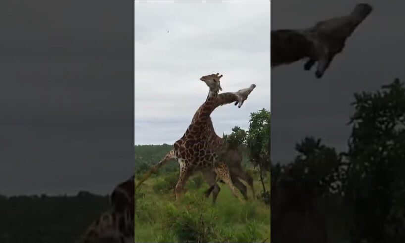GIRAFFES FIGHT ENDS WITH A KNOCKOUT #animal #wildlifefight #animals#giraffe #ufc#fight