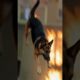 German Shepherd's Desperate Jump Saved by Brave Firefighter #herodog #rescue #dog