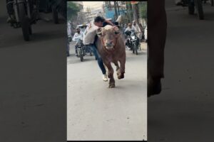 Gir kar uthh jana meri aadat hai 😎…..#reaction #shorts #animal #funny