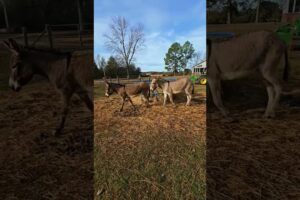 Giuseppe just wants to playyyy!!!! 😂🤣😍♥️ #donkey #play #animals #cute