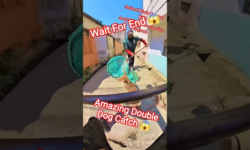 Goku Double Dog Catching Trailer #dogwithpublicsafety #dog #goku #pets #ytviral #shorts #rescue