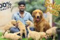 Golden Retriever Puppies | Cute Puppies | Dogs Kennel | Dogs Video | #goldenretriever