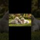 Golden Retriever Puppies Playing Together 🐶❤️ | Cutest Puppy Video #puppylove #cute #puppygram