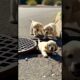 Golden Retriever Puppies with Rescuers Save Their Brother #dog #goldenretriever #animalrescue