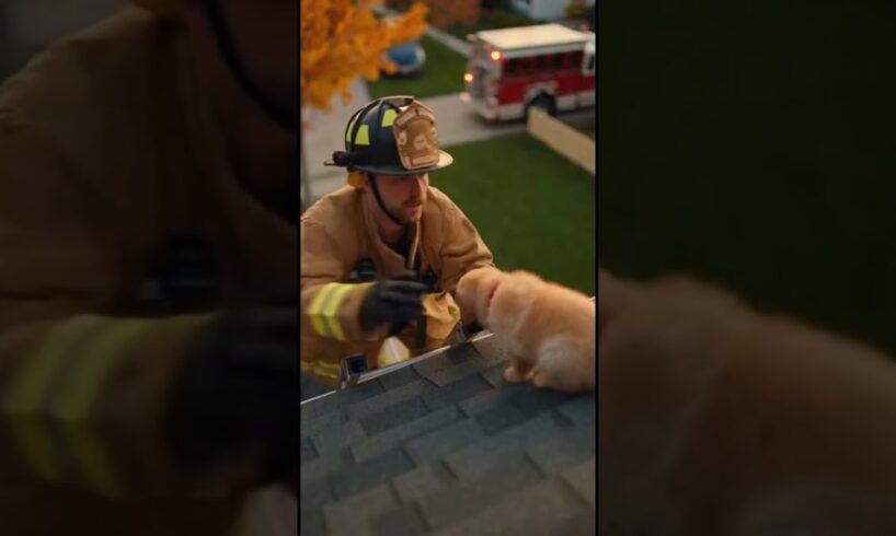 Golden Retriever Rescues Puppy from Roof! #rescue #goldenretriever #dog