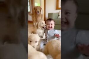 Golden retriever mama surprises baby with her cute puppies!❤️☺️