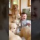 Golden retriever mama surprises baby with her cute puppies!❤️☺️