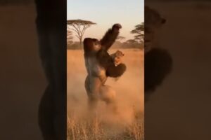 Gorilla DESTROYS Leopard - EPIC Fight 🔥 #shorts #wildlife #gorilla