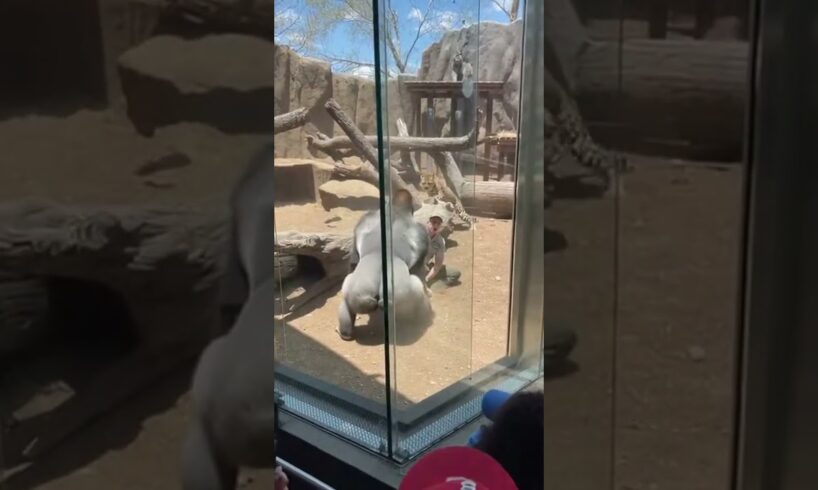 Gorilla Fights Off Leopard to Shield Zookeeper – Caught on Camera