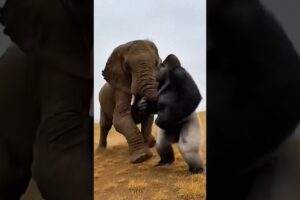 Gorilla vs Elephant vs Leopard 😱 | CGI Animal Battle That Looks Real