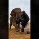 Gorilla vs Elephant vs Leopard 😱 | CGI Animal Battle That Looks Real