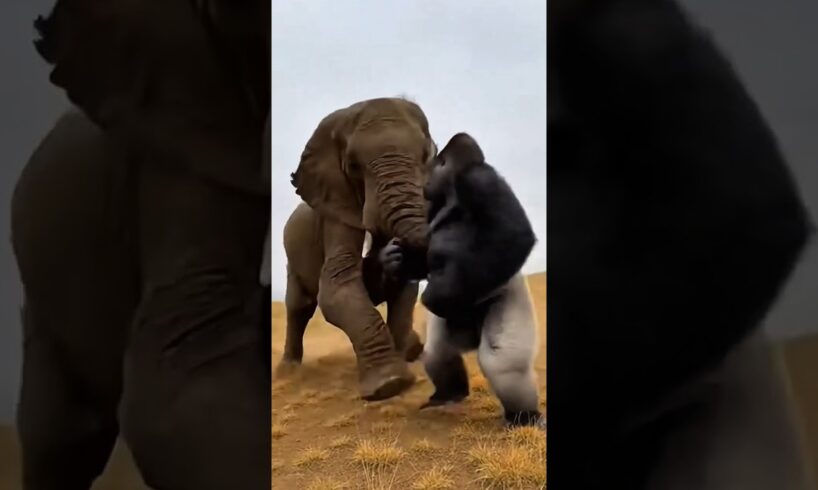 Gorilla vs Elephant vs Leopard 😱 | CGI Animal Battle That Looks Real