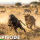 Greatest Fights In The Animal Kingdom | 4K UHD | Nature Animal Documentary