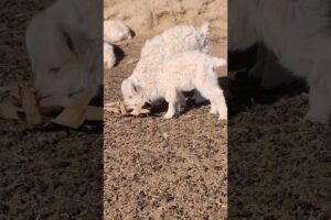 Growing Up Fast — Baby Lamb Starts Playing With Grass #cutefarmanimal #animals #cute