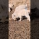 Growing Up Fast — Baby Lamb Starts Playing With Grass #cutefarmanimal #animals #cute