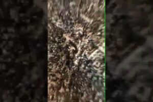 HOODFIGHTS DEN BOSCH