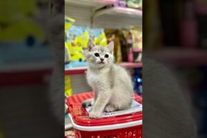 HOW CUTE PUPPIES 😘☺️ #dog #puppy #cute #cutedog