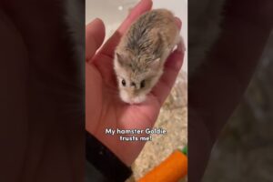 Hamster Check ✅ : does your hamster trust you? #hamster #trustcheck #roboham #roborovski