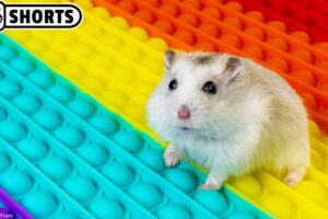 🐹 Hamster Escapes the Pop It Maze #Shorts 🐹 Homura Ham