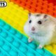 🐹 Hamster Escapes the Pop It Maze #Shorts 🐹 Homura Ham