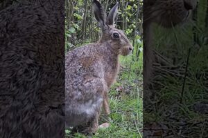 Hare Fights Off An Owl l The Dodo