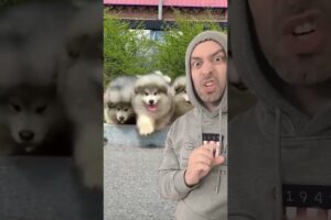 Have you ever seen so many cute puppies together? #puppies #mindgames #shortvideos